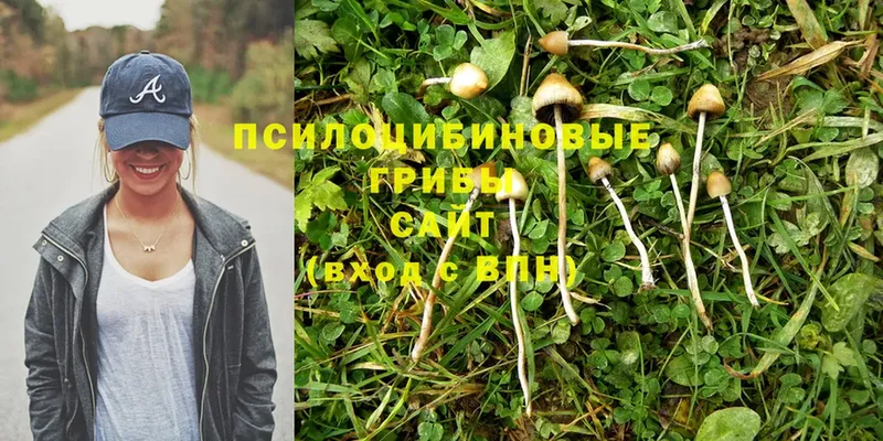 Псилоцибиновые грибы Magic Shrooms  где купить   Тайга 